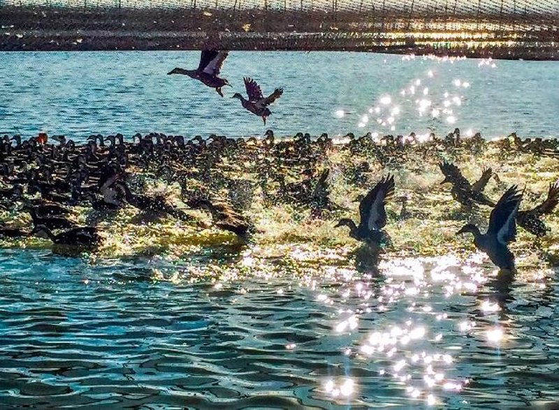 高邮特产与旅行体验